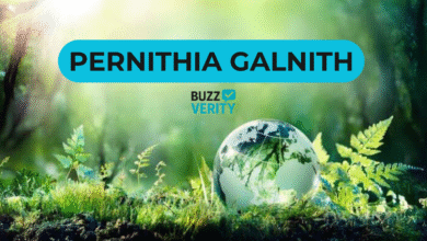 Pernithia Galnith